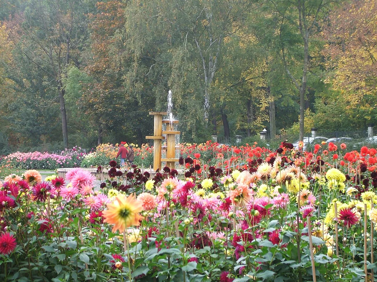 Dahliengarten