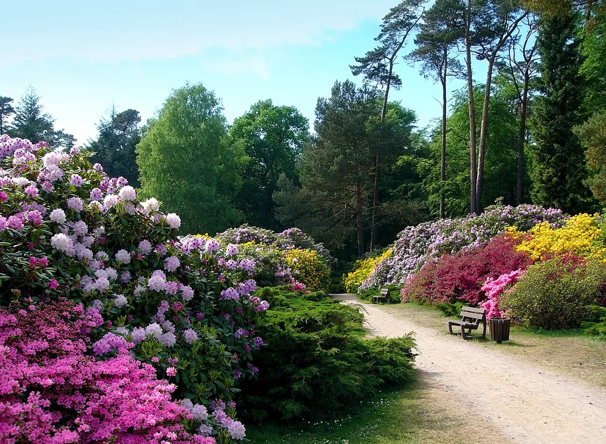 Rhododendronpark Graal-Müritz