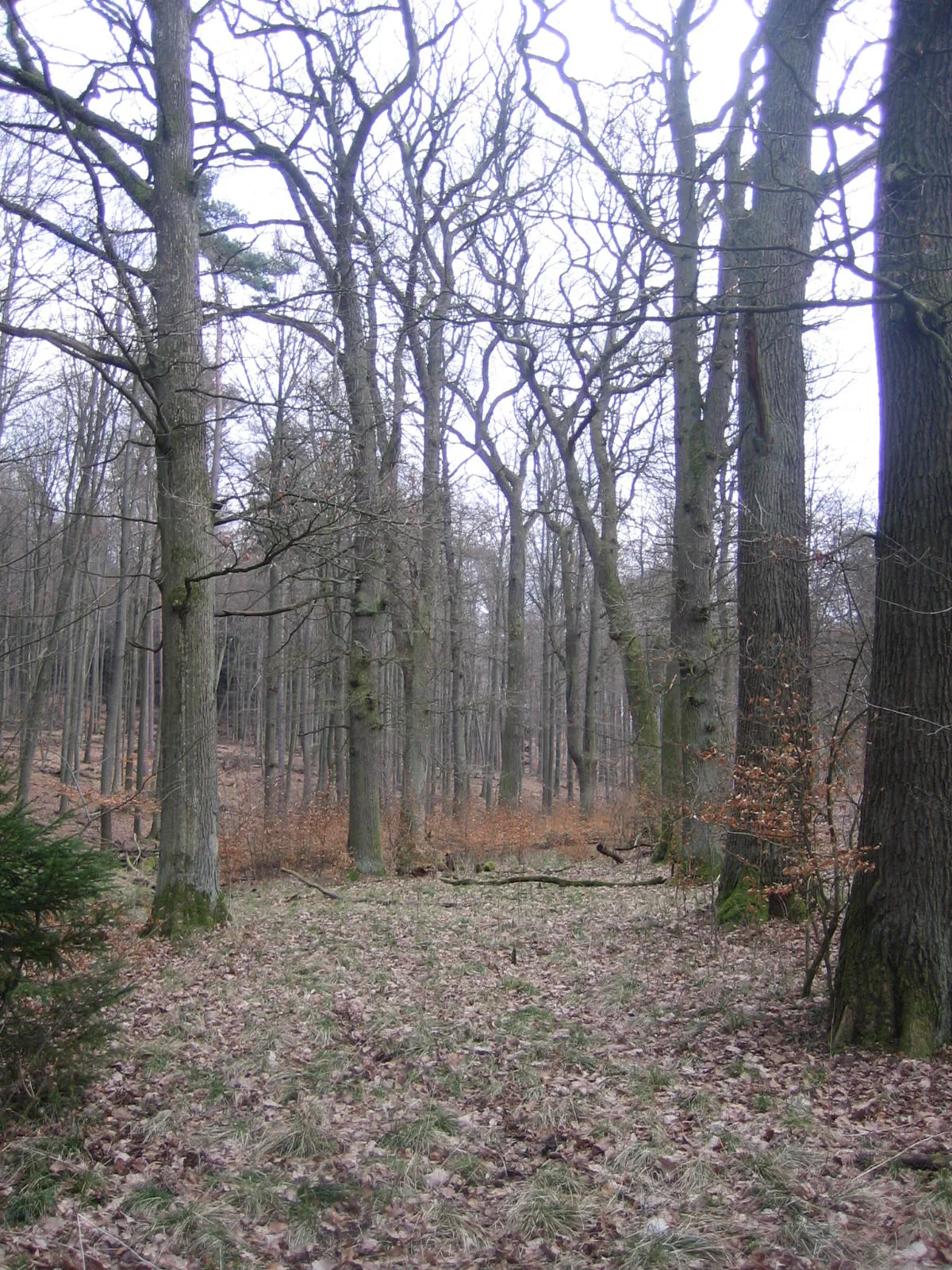 Prinzessingarten (Jesberg)