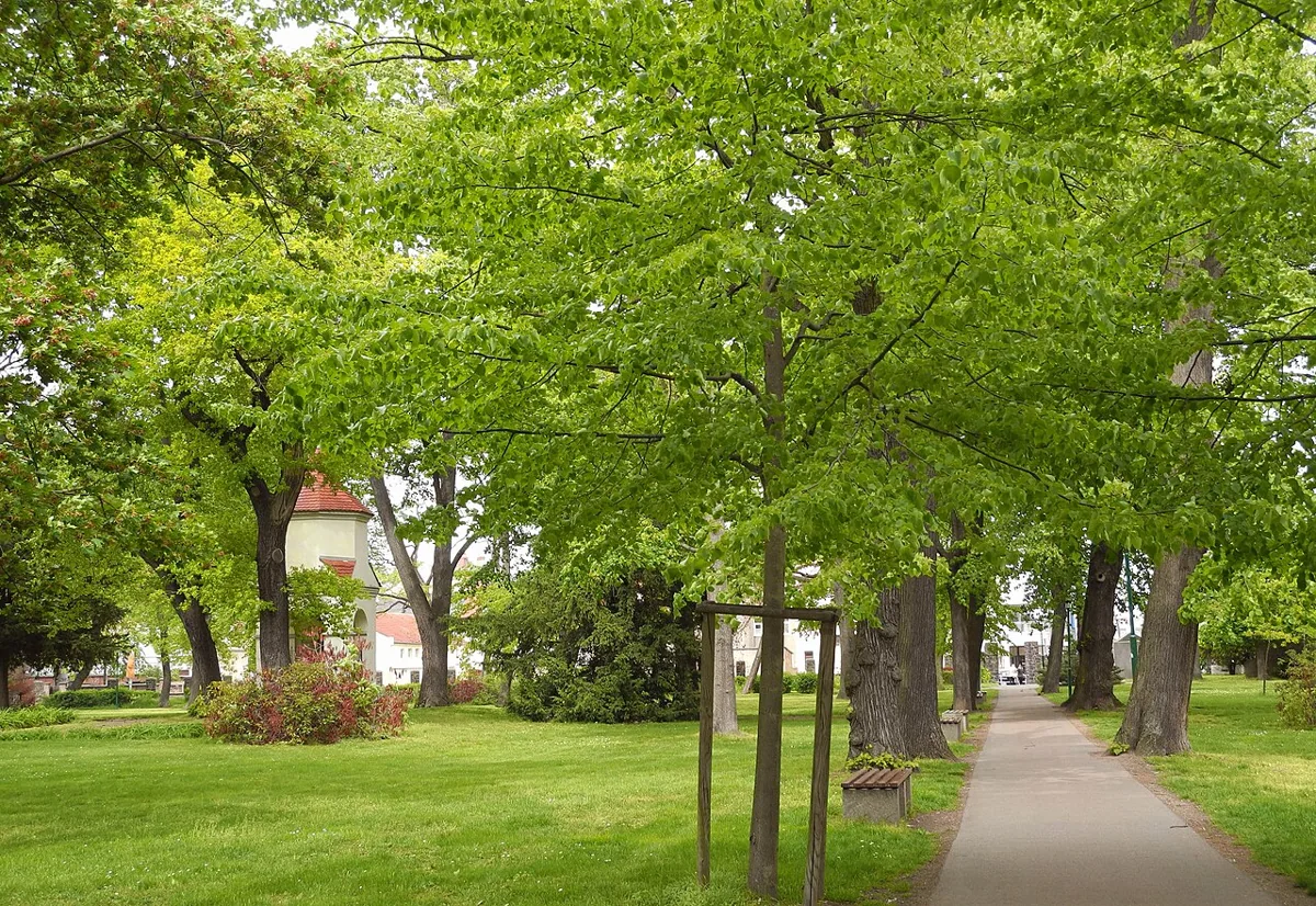 Sachgesamtheit Alter Friedhof mit Gefallenendenkmal, mit folgenden Einzeldenkmalen: Gefallenendenkmal und Pesthäuschen (siehe Einzeldenkmalliste - Obj. 09255765) sowie dem ehem. Friedhof und Park (Gartendenkmal), außerdem die Reste der Einfriedung