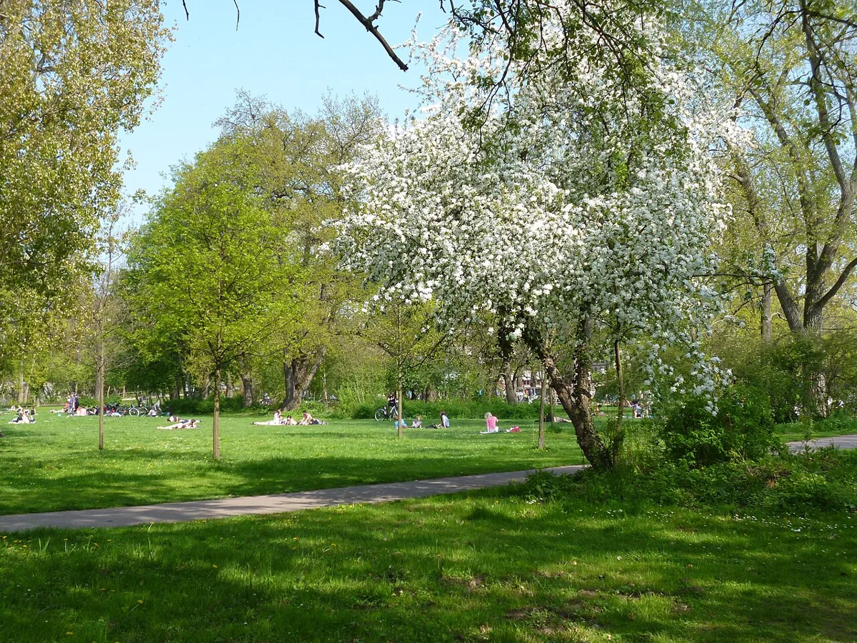 Würfelwiese