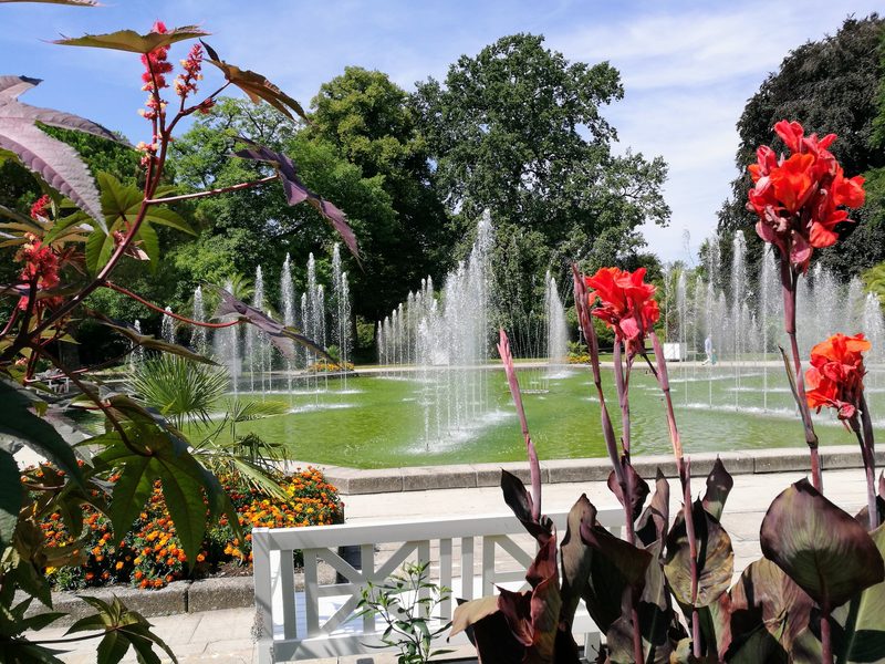 Springbrunnenbecken im Palmengarten Frankfurt mit zahlreichen Wasserfontänen, gerahmt von roten Canna