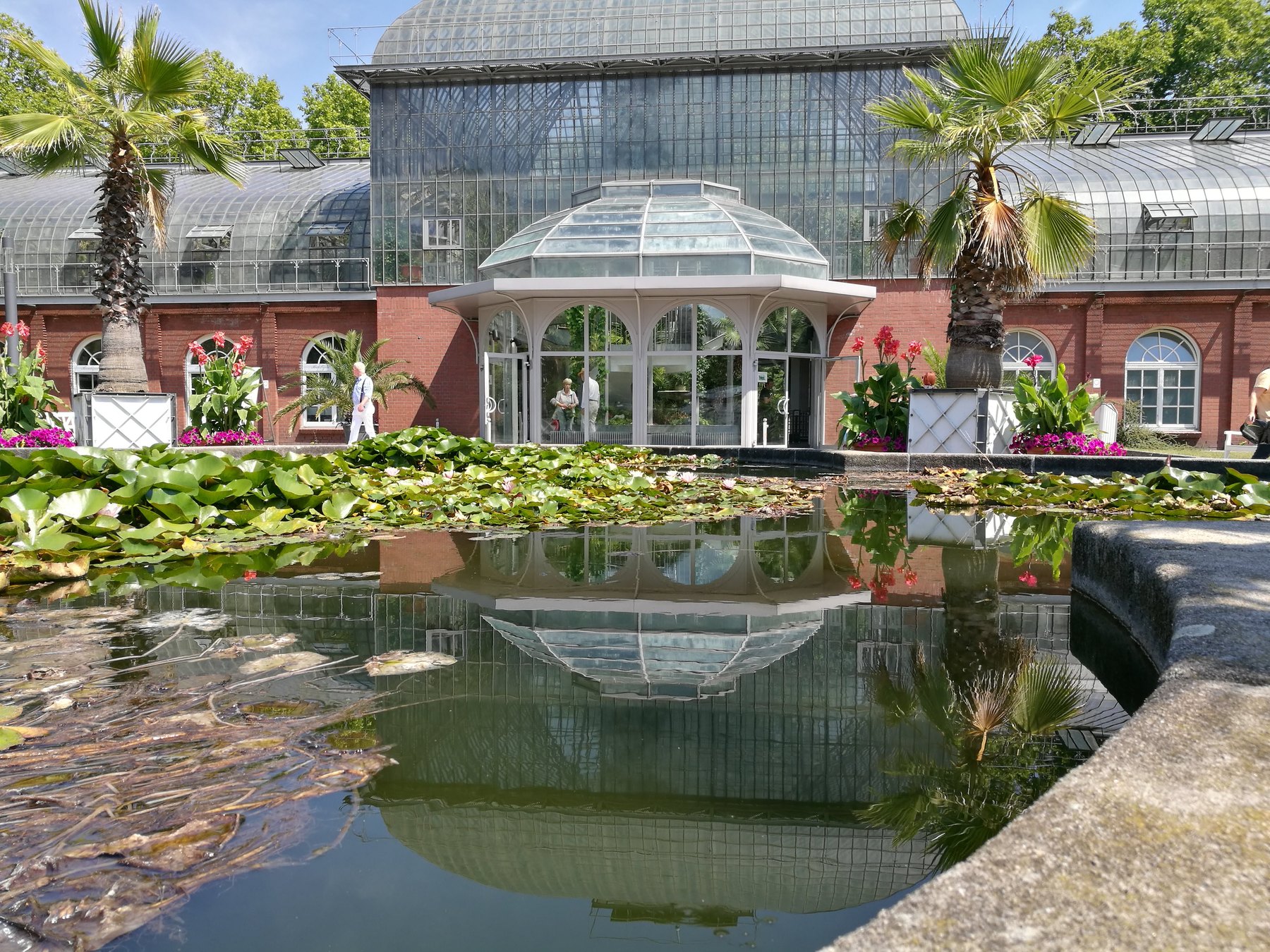Historisches Palmenhaus im Palmengarten Frankfurt mit gläsernem Pavillon-Eingang, zwei Fächerpalmen und einem Seerosenteich, der die Fassade spiegelt