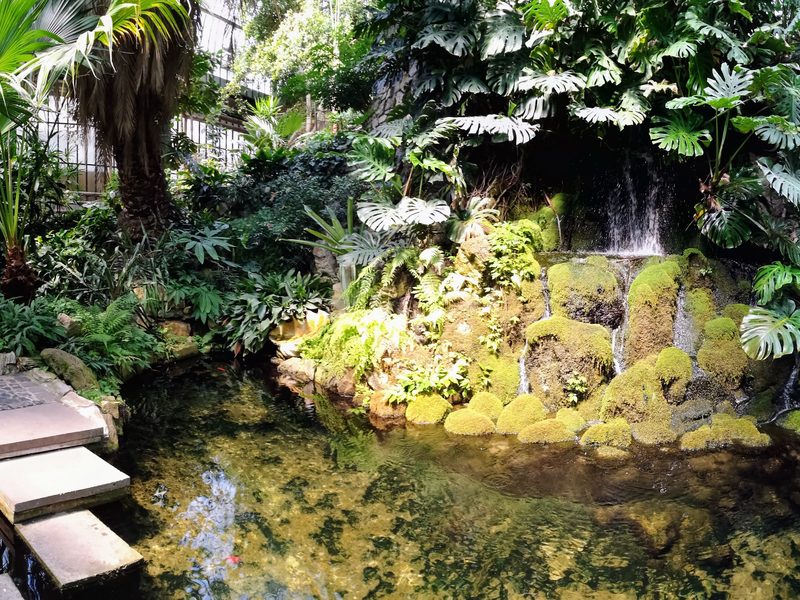 Tropenhaus im Palmengarten mit Wasserfall, Trittsteinen über einem Teich und üppiger tropischer Bepflanzung