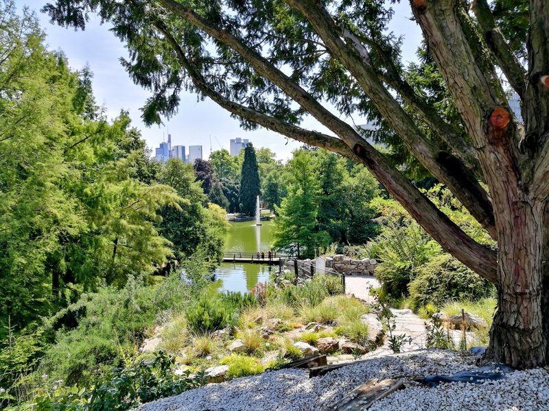 Weiher im Palmengarten mit Springbrunnen, im Hintergrund die Frankfurter Skyline hinter altem Baumbestand